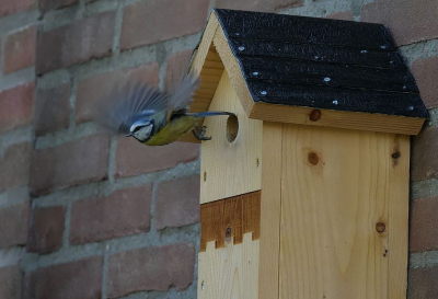 De pimpelmezen in onze tuin zijn druk bezig met het voeren van de jongen. Ze laten zich niet storen door ons, zodat ik een paar mooie momentjes kon vastleggen.