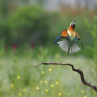 <i class='fa fa-user'></i> corvanspijk |   Bijeneter  <i class='fa fa-eye'> 337</i>  <i class='fa fa-thumbs-up'> 12</i>   <i class='fa fa-comment-o'> 10</i>