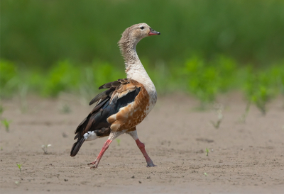 <i class='fa fa-user'></i> charlysax |   Orinocogans  <i class='fa fa-eye'> 131</i>  <i class='fa fa-thumbs-up'> 2</i>   <i class='fa fa-comment-o'> 2</i>