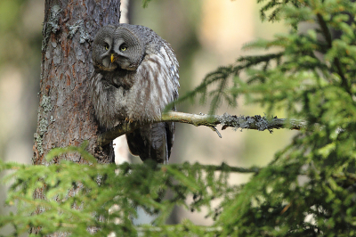 <i class='fa fa-user'></i> Alex Roetemeijer |   Laplanduil  <i class='fa fa-eye'> 231</i>  <i class='fa fa-thumbs-up'> 3</i>   <i class='fa fa-comment-o'> 6</i>