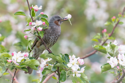 <i class='fa fa-user'></i> Hans Overduin |   Bruinoorbuulbuul  <i class='fa fa-eye'> 193</i>  <i class='fa fa-thumbs-up'> 4</i>   <i class='fa fa-comment-o'> 7</i>