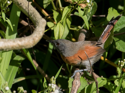 <i class='fa fa-user'></i> Paul van Giersbergen |   Roodborststekelstaart  <i class='fa fa-eye'> 105</i>   <i class='fa fa-comment-o'> 0</i>
