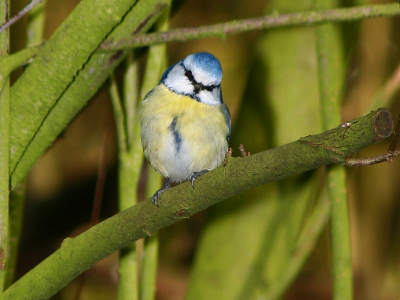 Iso 200 1/200 F8 300mm Zag de maandopdracht (vogels kijken je aan) een beetje laat, maar vond het wel een hele leuke. Buiten mededinging dan maar.