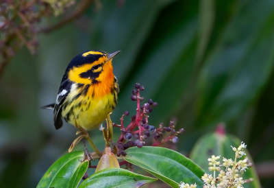 <i class='fa fa-user'></i> charlysax |   Sparrenzanger  <i class='fa fa-eye'> 186</i>  <i class='fa fa-thumbs-up'> 6</i>   <i class='fa fa-comment-o'> 5</i>