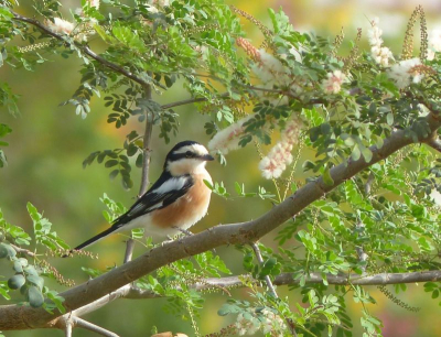 Deze foto stamt nog uit de tijd dat ik nog geen dure camera had. Gezeten op de veranda van ons hotel in Marsa Alam kwamen allerlei voor mij onbekende vogels voorbij die graag wilden poseren. Zij hebben zeker bijgedragen aan mijn enthousiasme voor vogelfotografie! Deze vind ik de mooiste.