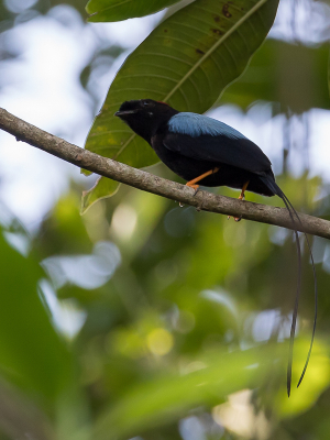 <i class='fa fa-user'></i> Paul van Giersbergen |   Langstaartmanakin  <i class='fa fa-eye'> 139</i>   <i class='fa fa-comment-o'> 2</i>