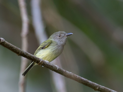 <i class='fa fa-user'></i> Paul van Giersbergen |   Mexicaanse Krombektiran  <i class='fa fa-eye'> 112</i>   <i class='fa fa-comment-o'> 2</i>