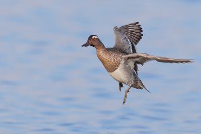 <i class='fa fa-user'></i> Ben Reitsma |   Zomertaling  <i class='fa fa-eye'> 335</i>  <i class='fa fa-thumbs-up'> 8</i>   <i class='fa fa-comment-o'> 10</i>