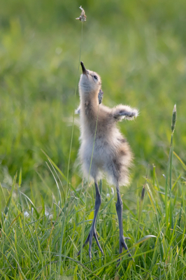 <i class='fa fa-user'></i> Peter Soer |   Grutto  <i class='fa fa-eye'> 430</i>  <i class='fa fa-thumbs-up'> 12</i>   <i class='fa fa-comment-o'> 14</i>