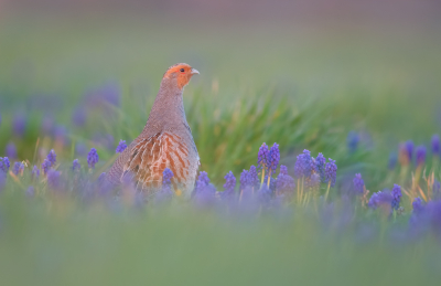 <i class='fa fa-user'></i> Hans Overduin |   Patrijs  <i class='fa fa-eye'> 590</i>  <i class='fa fa-thumbs-up'> 34</i>   <i class='fa fa-comment-o'> 22</i>