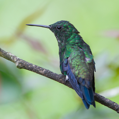 <i class='fa fa-user'></i> charlysax |   Blauwbuikamazilia  <i class='fa fa-eye'> 103</i>  <i class='fa fa-thumbs-up'> 1</i>   <i class='fa fa-comment-o'> 0</i>