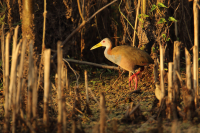 <i class='fa fa-user'></i> Martjan Lammertink |   Reuzenbosral  <i class='fa fa-eye'> 155</i>  <i class='fa fa-thumbs-up'> 4</i>   <i class='fa fa-comment-o'> 7</i>