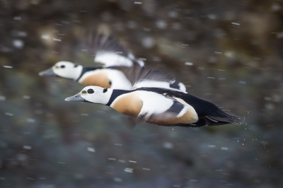 <i class='fa fa-user'></i> Richard Oud |   Stellers Eider  <i class='fa fa-eye'> 373</i>  <i class='fa fa-thumbs-up'> 21</i>   <i class='fa fa-comment-o'> 11</i>