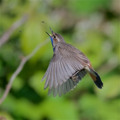 <i class='fa fa-user'></i> Harry Jamont |   Blauwborst  <i class='fa fa-eye'> 409</i>  <i class='fa fa-thumbs-up'> 20</i>   <i class='fa fa-comment-o'> 15</i>