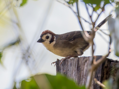 <i class='fa fa-user'></i> Paul van Giersbergen |   Witwanggrondgors  <i class='fa fa-eye'> 155</i>   <i class='fa fa-comment-o'> 4</i>