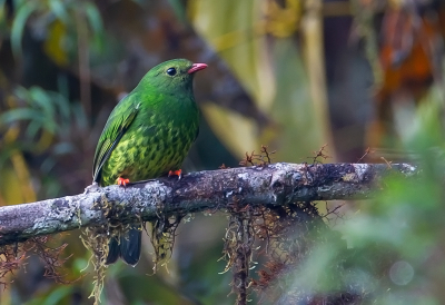 <i class='fa fa-user'></i> charlysax |   Groen-zwarte Cotinga  <i class='fa fa-eye'> 173</i>  <i class='fa fa-thumbs-up'> 5</i>   <i class='fa fa-comment-o'> 5</i>