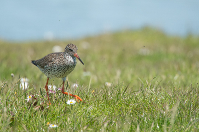 Afgelopen maandag een mooie fietstocht gemaakt naar een gebiedje van Landschap Noordholland. Genoten van de verschillende weidevogels die het daar naar hun zin hebben.
Hier een tureluur die vliegjes aan het vangen was.