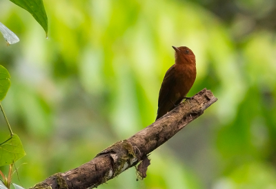 <i class='fa fa-user'></i> charlysax |   Rosse Piha  <i class='fa fa-eye'> 114</i>  <i class='fa fa-thumbs-up'> 1</i>   <i class='fa fa-comment-o'> 2</i>