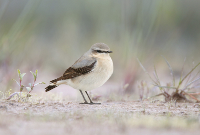 <i class='fa fa-user'></i> Gejo Wassink |   Tapuit  <i class='fa fa-eye'> 321</i>  <i class='fa fa-thumbs-up'> 20</i>   <i class='fa fa-comment-o'> 17</i>