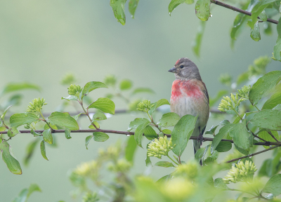 <i class='fa fa-user'></i> loek van de Leur |   Kneu  <i class='fa fa-eye'> 315</i>  <i class='fa fa-thumbs-up'> 14</i>   <i class='fa fa-comment-o'> 15</i>