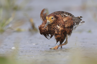 <i class='fa fa-user'></i> Ben Reitsma |   Kemphaan  <i class='fa fa-eye'> 378</i>  <i class='fa fa-thumbs-up'> 13</i>   <i class='fa fa-comment-o'> 15</i>