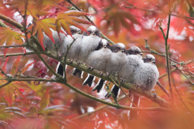 <i class='fa fa-user'></i> Gert-Jan Cromwijk |   Staartmees  <i class='fa fa-eye'> 688</i>  <i class='fa fa-thumbs-up'> 46</i>   <i class='fa fa-comment-o'> 33</i>