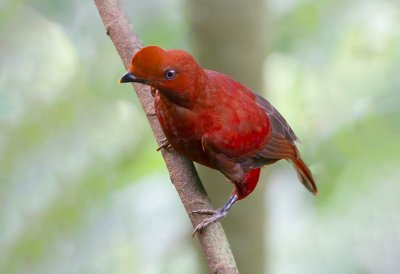 <i class='fa fa-user'></i> charlysax |   Rode Rotshaan  <i class='fa fa-eye'> 163</i>  <i class='fa fa-thumbs-up'> 9</i>   <i class='fa fa-comment-o'> 6</i>