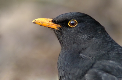 nikon D2H 600mm f4 afi + tc 1,4 vanuit de wagen