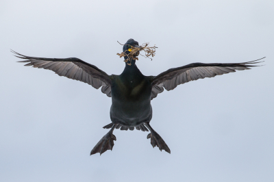 <i class='fa fa-user'></i> Richard Oud |   Kuifaalscholver  <i class='fa fa-eye'> 285</i>  <i class='fa fa-thumbs-up'> 6</i>   <i class='fa fa-comment-o'> 10</i>