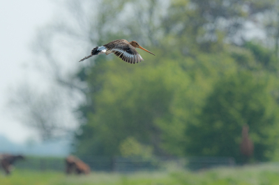 Een drietal foto's van deze Grutto in de vlucht vastgelegd. Kon niet kiezen dus plaats ik ze allemaal.