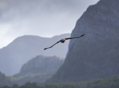 <i class='fa fa-user'></i> Bert Ooms |   Zeearend  <i class='fa fa-eye'> 294</i>  <i class='fa fa-thumbs-up'> 8</i>   <i class='fa fa-comment-o'> 10</i>