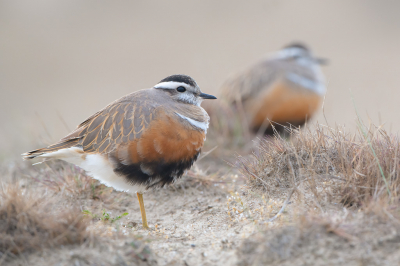 <i class='fa fa-user'></i> Hans Overduin |   Morinelplevier  <i class='fa fa-eye'> 416</i>  <i class='fa fa-thumbs-up'> 14</i>   <i class='fa fa-comment-o'> 13</i>