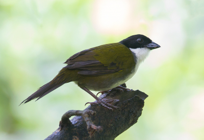 <i class='fa fa-user'></i> charlysax |   Zwartkopstruikgors  <i class='fa fa-eye'> 103</i>  <i class='fa fa-thumbs-up'> 1</i>   <i class='fa fa-comment-o'> 3</i>