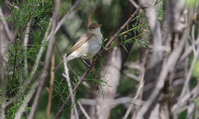 <i class='fa fa-user'></i> Eef Kieft |   Westelijke Vale Spotvogel  <i class='fa fa-eye'> 164</i>   <i class='fa fa-comment-o'> 1</i>