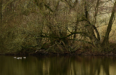 <i class='fa fa-user'></i> sieb |   Grote Zaagbek  <i class='fa fa-eye'> 325</i>  <i class='fa fa-thumbs-up'> 8</i>   <i class='fa fa-comment-o'> 14</i>