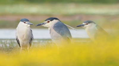 Toen ik dit groepje kwakken in beeld kreeg stond ik erg ver van ze vandaan. Hoe daar te komen zonder ze te verjagen? De aanwezige paarden en ezels brachten uitkomst. Onder dekking van het vee naar ze toe geslopen en toen de laatste ezel de hoeven nam me plat in het bloementapijt laten vallen. Ik durfde me niet op te richten met dit als resultaat. Een groepje Engelsen gewapend met telescopen konden mijn strategie wel waarderen. Zeker toen ik terug was geslopen en de kwakken er nog waren. Het applaus nam ik graag in ontvangst.