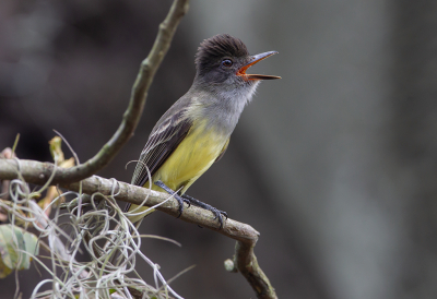 <i class='fa fa-user'></i> charlysax |   Zoomstaarttiran  <i class='fa fa-eye'> 176</i>  <i class='fa fa-thumbs-up'> 8</i>   <i class='fa fa-comment-o'> 8</i>