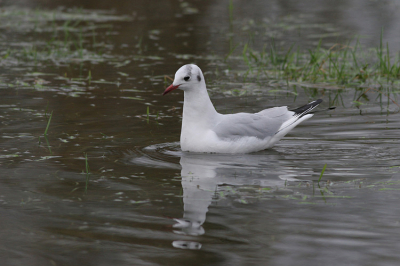 Een grauwe bewolkte dag, de Dommel is op veel plaatsen buiten zn oever getreden. Ideale omstandigheden om een groepje Kokmeeuwen te fotograferen op een ondergelopen weiland bij Hooydonck. Het lijkt wel of ze een koptelefoon dragen; de 1e prille tekenen van het doorkomende zomerkleed.

Canon EOS 20D, 400mm f/5.6; ISO 400, f/7.1, 1/400s, -0.3 stop, vanuit auto met rijstzak.