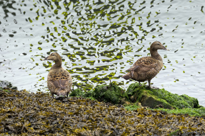Twee Eider vrouwtjes langs de waterkant, nauwlettend alles in de gaten houdend.