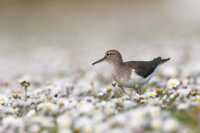 <i class='fa fa-user'></i> Ben Reitsma |   Oeverloper  <i class='fa fa-eye'> 332</i>  <i class='fa fa-thumbs-up'> 22</i>   <i class='fa fa-comment-o'> 13</i>