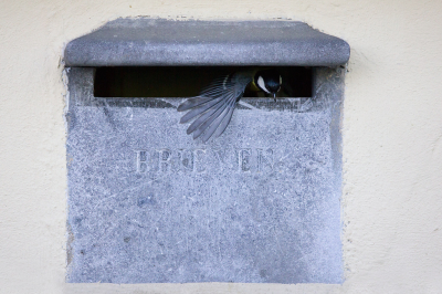 <i class='fa fa-user'></i> vanmarle |   Koolmees  <i class='fa fa-eye'> 232</i>  <i class='fa fa-thumbs-up'> 3</i>   <i class='fa fa-comment-o'> 4</i>