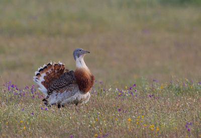 <i class='fa fa-user'></i> charlysax |   Grote Trap  <i class='fa fa-eye'> 351</i>  <i class='fa fa-thumbs-up'> 25</i>   <i class='fa fa-comment-o'> 13</i>