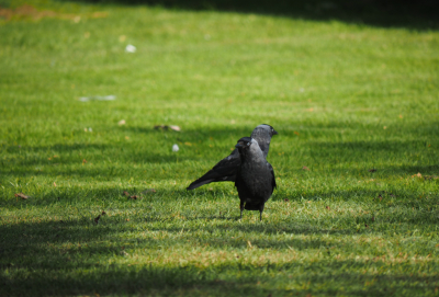 op een grasveld zag ik wat kauwen zitten die mij niet of nauwlijks in de gaten hadden onder redelijke omstandigheden heb ik deze foto gemaakt met mijn nieuwe omd em1 mark1