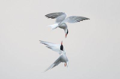 <i class='fa fa-user'></i> Froggies |   Visdief  <i class='fa fa-eye'> 251</i>  <i class='fa fa-thumbs-up'> 4</i>   <i class='fa fa-comment-o'> 5</i>