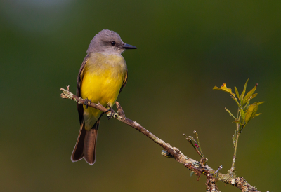 <i class='fa fa-user'></i> charlysax |   Tropische Koningstiran  <i class='fa fa-eye'> 165</i>  <i class='fa fa-thumbs-up'> 7</i>   <i class='fa fa-comment-o'> 5</i>