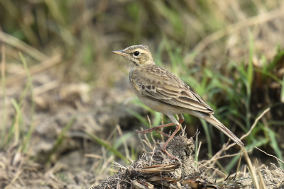 <i class='fa fa-user'></i> Gerard Visser |   Orintaalse Pieper  <i class='fa fa-eye'> 155</i>   <i class='fa fa-comment-o'> 3</i>