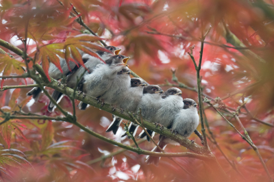 <i class='fa fa-user'></i> Gert-Jan Cromwijk |   Staartmees  <i class='fa fa-eye'> 437</i>  <i class='fa fa-thumbs-up'> 7</i>   <i class='fa fa-comment-o'> 8</i>