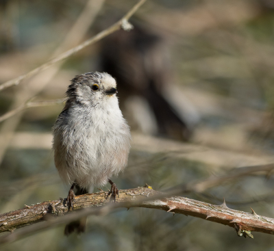 En foto nummer 3: opeens landt n van de ouders voor mijn neus, met een blik van: je mg fotograferen maar ik houd je wel in de gaten.... Opvallend is de grove bevedering.  Wie weet waarom dat zo is?