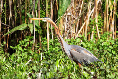 Tijdens de vakantie in Roemeni in de Donaudelta van af een boot, georganiseerde vogelreis.