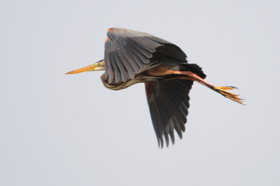 Tijdens de vakantie in Roemeni in de Donaudelta van af een boot, georganiseerde vogelreis